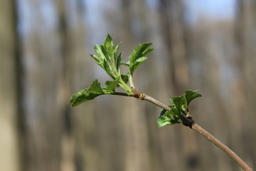  Fresh young leaves blossomed on trees in spring