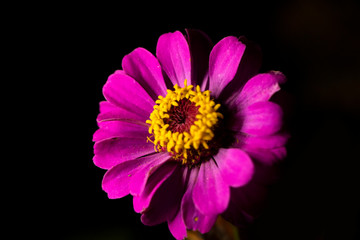Red zinnia flower