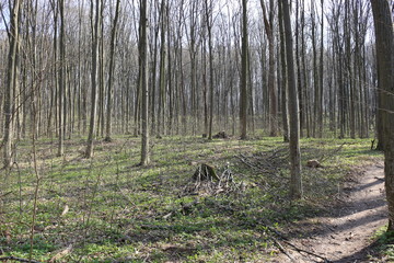 Nature comes to life in the spring forest