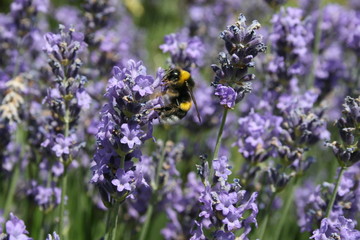 Hummel auf Lavendelblüten im Garten