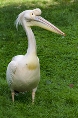 Pelican walks on the lawn