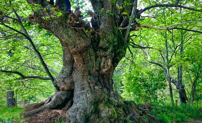 Path through oak forest in Sanabria, Zamora, Spain