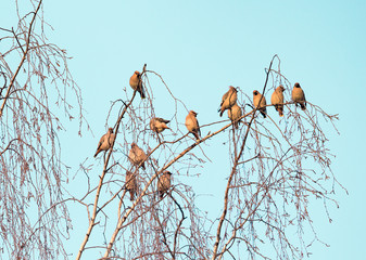 Bohemian waxwing birds flock on the birch tree branches.