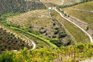 Douro Valley, vineyards and landscape near Regua, Portugal