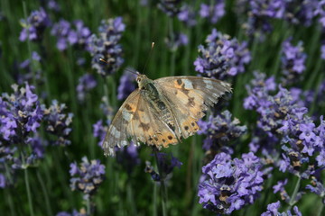 Falter in Lavendelblüte im Sommer