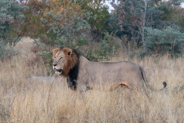 Male Lion (Panthera leo) with dark mane photographed in the morning light in African bush