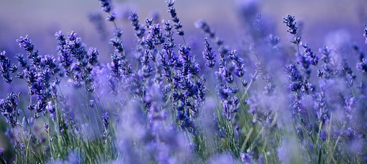 Banner. Lavender Field in the summer. Aromatherapy. Nature Cosmetics.