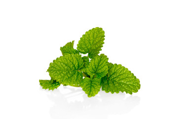 Fresh lemon balm bunch isolated on white background with reflection