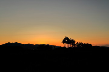 노을과 소나무