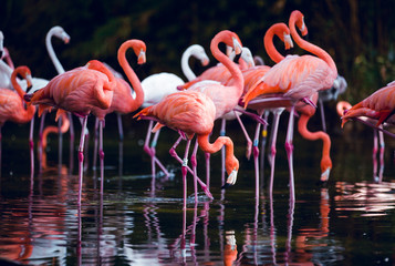Group Long-legged pink flamingo birds in a pond