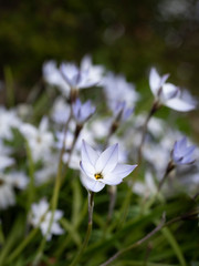 A spring flowering bulb  Ipheion uniflorum flower against a soft blurred background of the same flower.