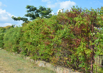 Fototapeta na wymiar High and dense bushy green honeysuckle hedging with small creamy-white flowers.