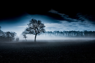 Early fog on a field in front of an old oak tree