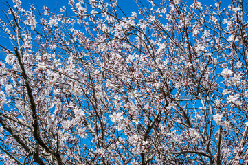 Almond trees growing on the seashore are the first to bloom, and then almond blossoms rise higher and higher into the Troodos Mountains.     