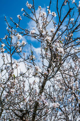 Almond trees growing on the seashore are the first to bloom, and then almond blossoms rise higher and higher into the Troodos Mountains.     