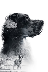 black and white portrait of english setter