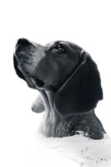 black and white beagle portrait