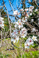 Almond trees growing on the seashore are the first to bloom, and then almond blossoms rise higher and higher into the Troodos Mountains.     