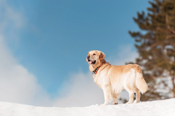 golden retriever on winter background