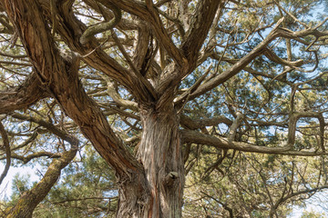 
relic juniper trees of the south of Russia