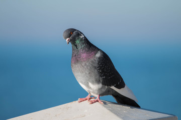 
pigeon bird close-up on sky background