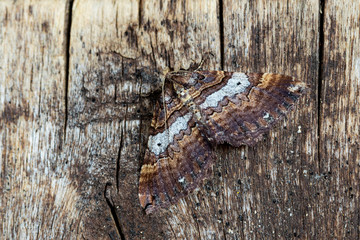 Shoulder stripe moth,(Earophila badiata), posed and camouflaged on a wooden board.