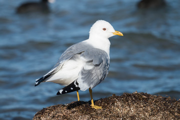 
little gull sits on a stone against the background of the sea