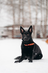 black dog on a winter background