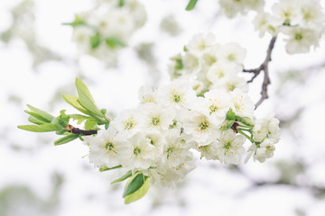 Plum tree branch with white flowers in a spring garden, selective focus, close up
