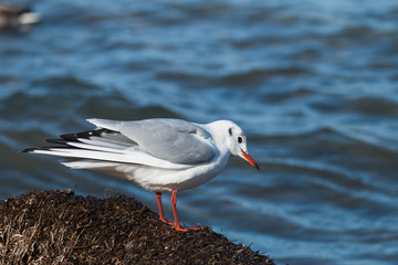 
little gull sits on a stone against the background of the sea