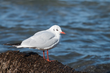 
little gull sits on a stone against the background of the sea
