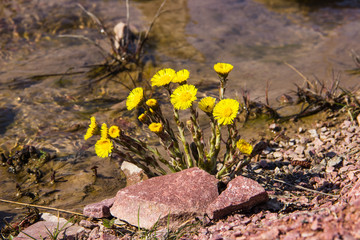 
red quartz and yellow flowers