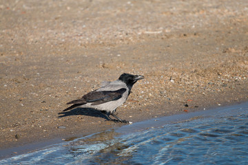 crow sitting near the water on the seashore