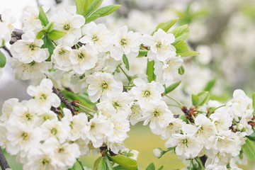 Plum tree branch with white flowers in a spring garden, selective focus