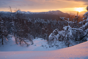 Winter forest with snow-covered fir trees high in the mountains. Dawn with bright colors on the horizon far away in the mountains. Golden clouds with the first rays of the sun.