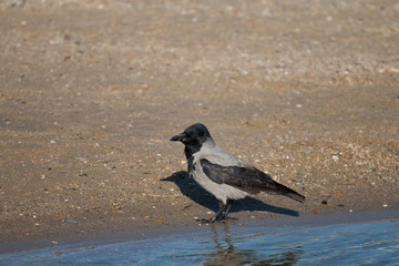 crow sitting near the water on the seashore