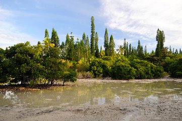 Mangrove on 