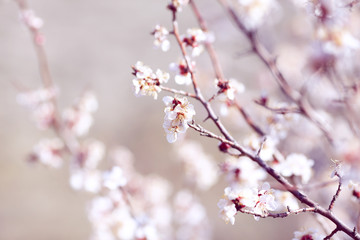 flowering branch of wild apricot