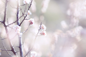 flowering branch of wild apricot
