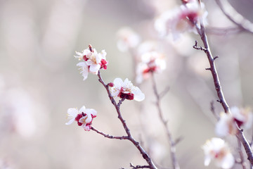 flowering branch of wild apricot