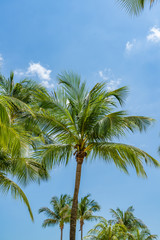 Fototapeta na wymiar Tropical Palm tree