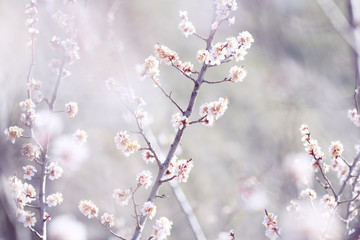 flowering branch of wild apricot