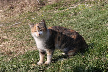 Naklejka na ściany i meble Tricolor cat sits on green grass. Home pet breathes spring air.