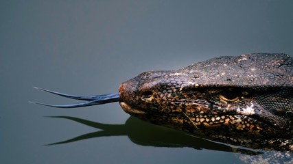Selective focus Portrait close up head of Asian water monitor or Varanus salvator lizard with tongue swimming in green pond in Bangkok, Thailand