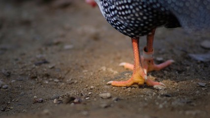 Close up and selective focus of Wild guinea fowl hen legs on the ground with blurred background copy space for text.