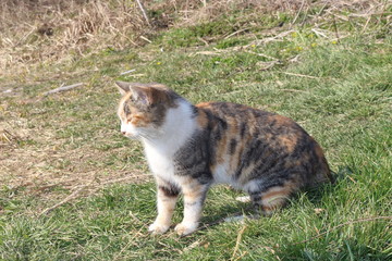 
Tricolor cat sits on green grass. Home pet breathes spring air.