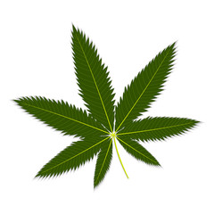 isolated green hemp leaf close-up on white background, vector illustration