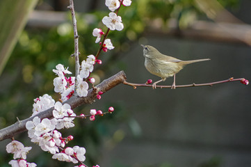 初春のウメにウグイス
