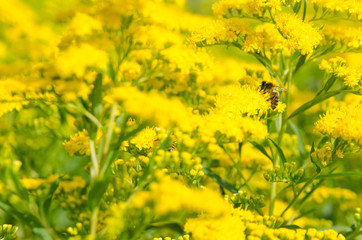 Fototapeta na wymiar bees collect honey from yellow flowers on a sunny summer day