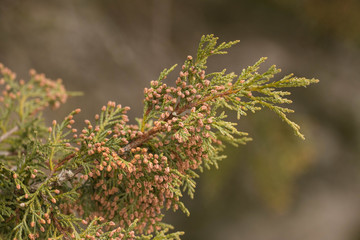 
juniper branches closeup in the afternoon